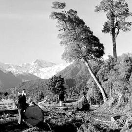 Tree felling, Fox Glacier. July 1953.
