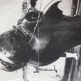 Large shark caught in South Westland, brought into Greymouth