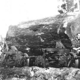 Logging on the Wanganui Coastal Pack Track, Hari Hari