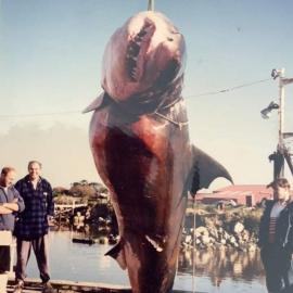 Large shark caught in South Westland, brought into Greymouth