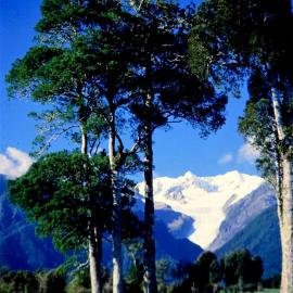 The Fox Glacier.1980`s.