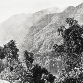 Scenic route between Waiho and Fox Glacier.1930.