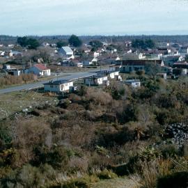 Seddon Street Kumara