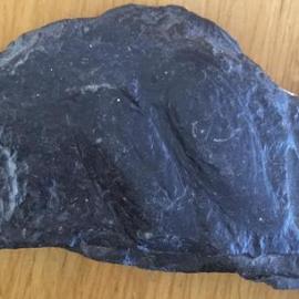 Rewanui coalmine no 3 fossils *PHOTO ALBUM*