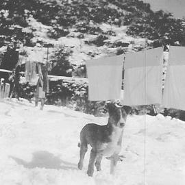 Snow at Burnett's Face.ca.1954.