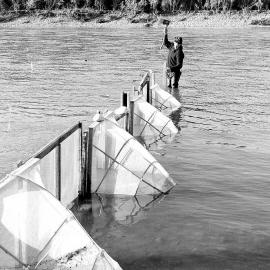 R Biddington placing whitebait nets apart in the Taramakau River.ca.1958.