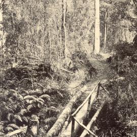 Track at Coal Creek Falls