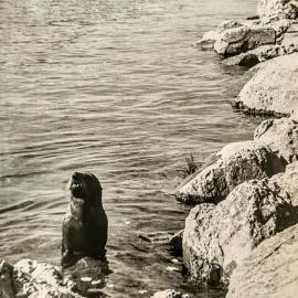 Seal visits the Big Rock, Grey river 1960s