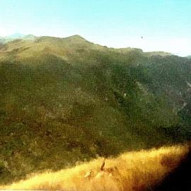 A Spiker(one year old stag) in the snow grass above Crane Creek - Haupiri.
