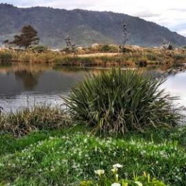 ALBUM - Cobden Dump to Bird Sanctuary - The ugly duckling turns into a swan.