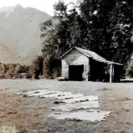 Deerskins in front of an old shed at Newcombes near Springs Junction.