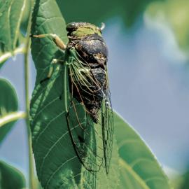 West Coast Cicadas which swarmed each year in Greymouth CBD.mid 1960`s.
