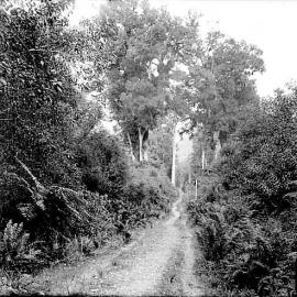 Track through native forest.