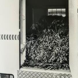 Police Cannabis Haul, Greymouth.1991.                                                                                                                                                                  Greymouth.    