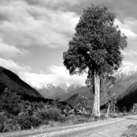 Main South Road, Mahitahi,South Westland.