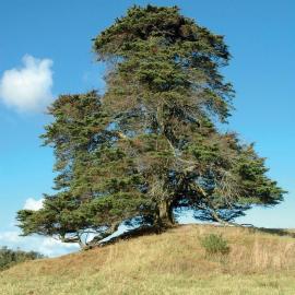 Macrocarpa tree