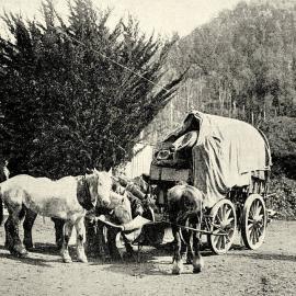 Feeding time in the Buller Gorge, on the road between Westport and Reefton.1903.