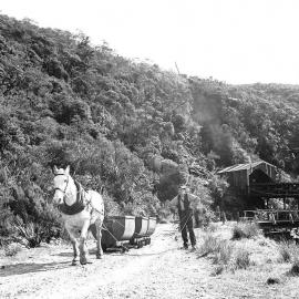 Horse pulling trolleys of coal at Burnett's Face Mine,Denniston.1945,