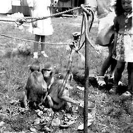 ALBUM - Wirth`s Circus,Greymouth.1949.