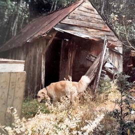 ALBUM - Looking for any information on Will and Neil's high pressure water sluice claim just off  Big River road.