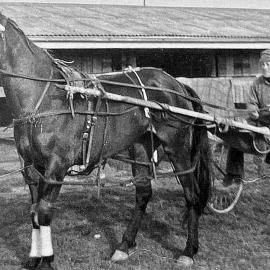 Trotting: Ray Thornley at Victoria Park,Greymouth.1960`s.