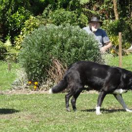 Red Harper taking a rest while looking over his Dunollie Garden  