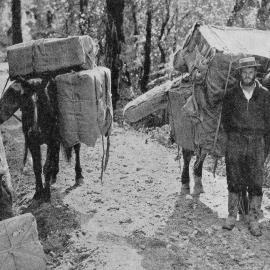 Transporting furniture for a house at Gillespie's Beach.1937.