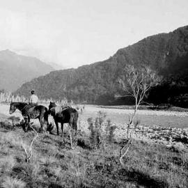 An unidentified man with two horses on a river bank, Karangarua Valley.ca.1935 or 1941.