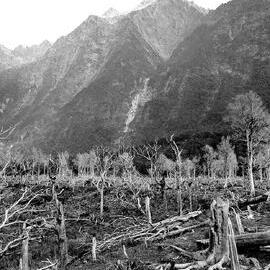 Cleared land with mountains beyond, McGloin Peak, Karangarua Valley,1935 or 1941.