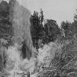 A 'gusher' of water tapped in boring for oil at Kotuku.1903.
