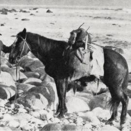  Mr. William O'Leary, popularly known as 'Arawhata Bill - Big Bay on the border of the Westland and Otago Provinces.1930.