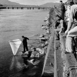 Whitebaiting, Grey River, 2 September, 1958.