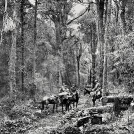 On a bush track in the Westland back country.1932.
