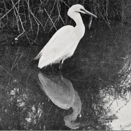 A rare visitor: a white heron which has made itself at home in the grounds of several residences at Hokitika.1935.