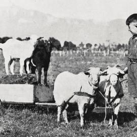 A farmer's son bringing home firewood during the school holidays with the aid of his pet goats.Koiterangi.