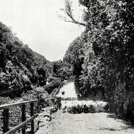 Driving sheep through the Otira Gorge.1922.