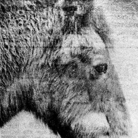 OLD BILL was probably second only to the infamous Dingle as a Runanga pit pony celebrity! 