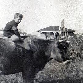 Keith Klempel on the family cow at Moana .ca.1937.