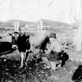 John Klempel milking one of the family cows at Ruru .ca. 1940.