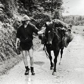 Des Whiting with packhorse with three deer on board , Wangapeka Vally, Karamea.Mid 1970`s.