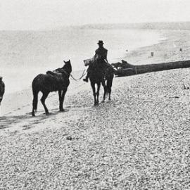Men carrying their stock on horse-back along the beach near Okuru.1932.