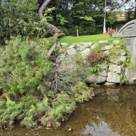 Gallipoli Anzac Cover pine tree at Dixon Park *PHOTO ALBUM*