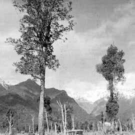 Unidentified man with tent and car in a clearing with forest and snow capped mountains behind, Westland.ca.1920`s - 30`s.