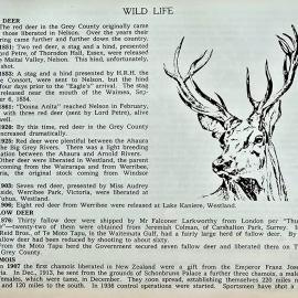 History of West Coast wildlife and pests including Cobden goats *PHOTO ALBUM*