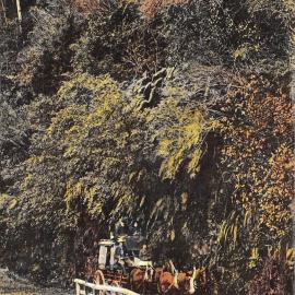 Horse and carriage, Buller Gorge
