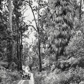Driving through Ferguson`s Bush, South Westland.1932.