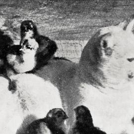 A cat which has adopted 24 recently hatched chicks on a farm at Kanieri, Westland.1935.