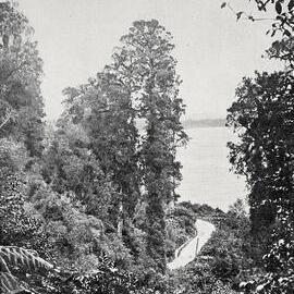 LAKE IANTHE, WEST COAST.1911.