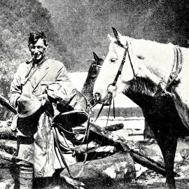 West Coast guide, Mr A. Graham, with his horses on the Waiho-Weheka forest route in Westland.1929.