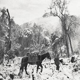 Travelling through the Haast Valley in heavy snow .1931.
